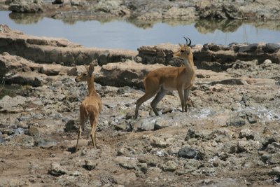 reed bucks, pausing during a pursuit by two lions