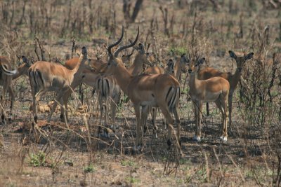 buck impala with does, Silale Swamp
