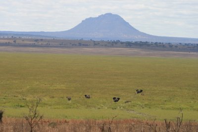 distant elephants wading, Silale Swamp