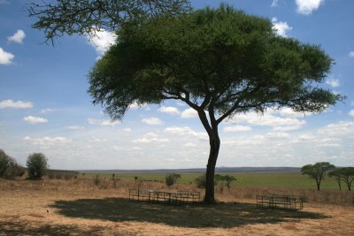 croton tree, Silale Swamp