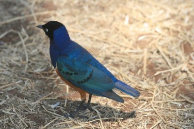 superb starling, picnic area, Silale Swamp