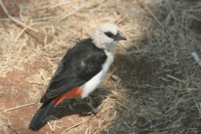 buffalo weaver, picnic area, Silale Swamp