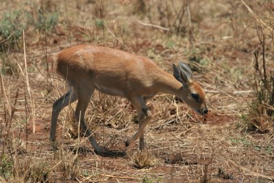steenbuck