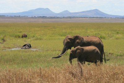 elephants wading, Silale Swamp