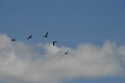 glossy ibis in flight, Silale Swamp