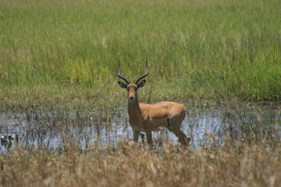 impala buck, Silale Swamp