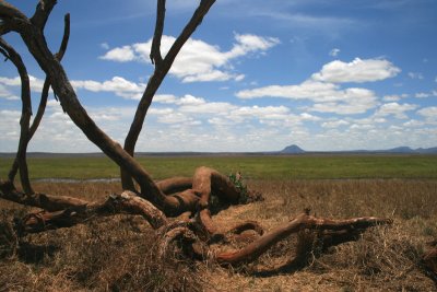 Silale Swamp... jeez