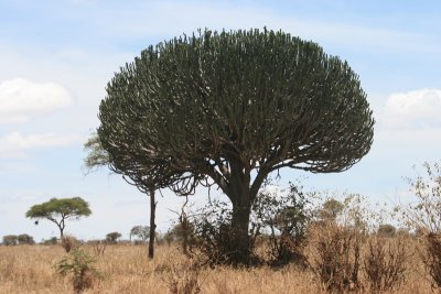 candelabra tree, Silale Swamp