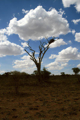 silhouetted tree, Silale Swamp