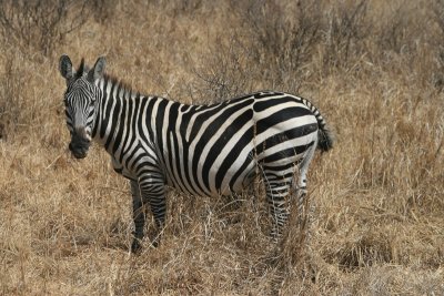 zebra