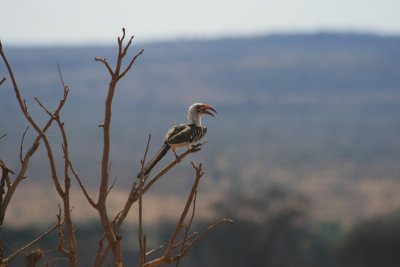 Red-billed Hornbill