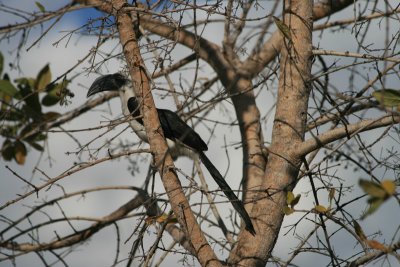 female Von der Decken's Hornbill, Mawa Ninga