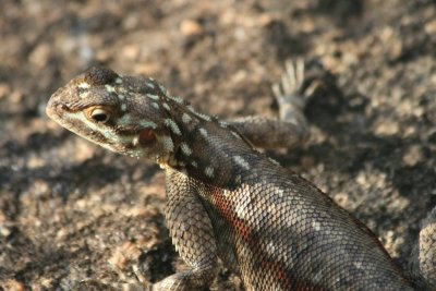 lizard, Mawa Ninga
