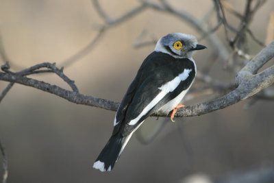 White Helmetshrike, Mawa Ninga