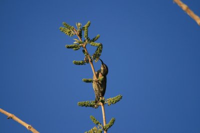 sunbird, Mawa Ninga