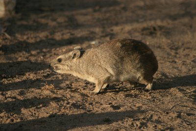 hyrax, Mawa Ninga
