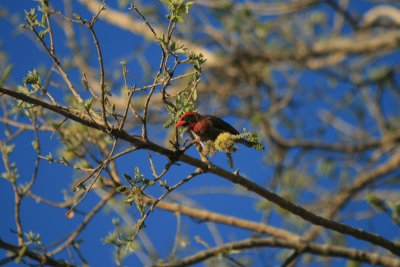 male red-headed weaver, Mawa Ninga