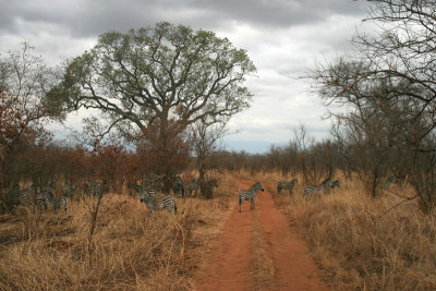 morning zebra herd