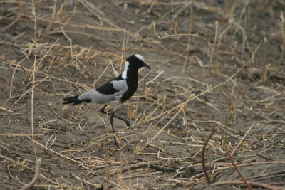 blacksmith lapwing