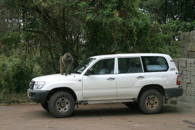 baboon investigating vehicle