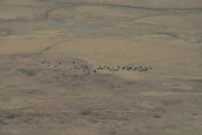 herd of African buffalo, from the crater rim