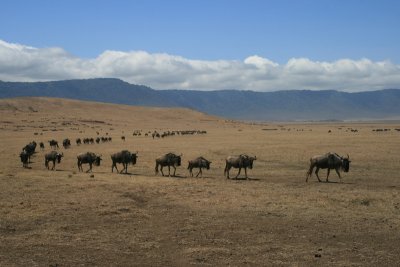 wildebeest queue, crater floor