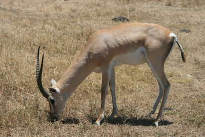 Grants gazelle buck