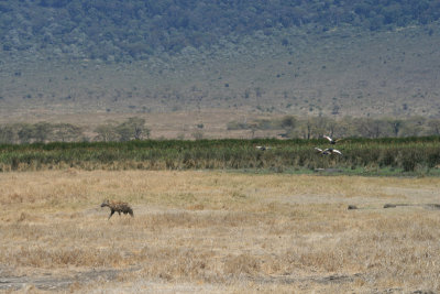 spotted hyena and crowned cranes
