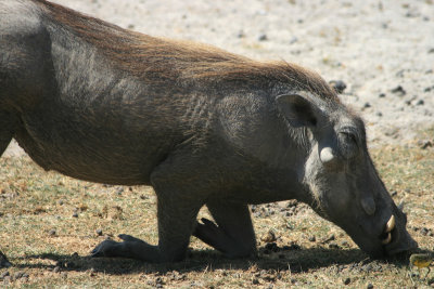warthog kneeling to graze