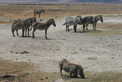 warthog and zebra