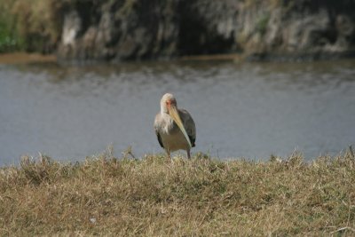 young yellow-billed stork