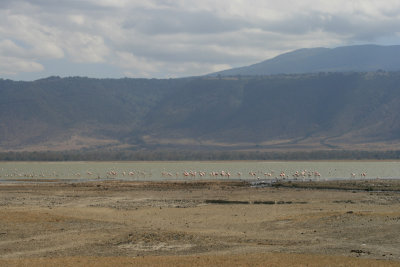 flamingos on Lake Magadi's shore