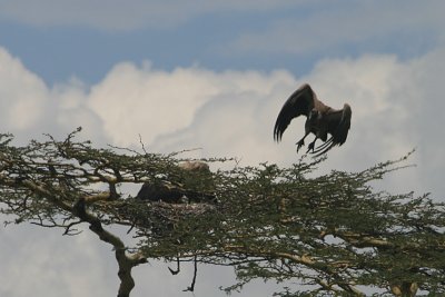 hooded vulture at nest