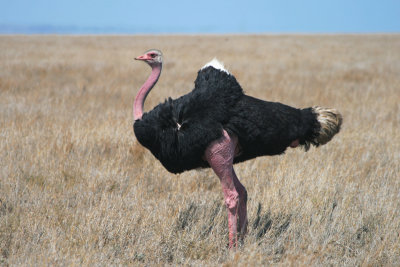male ostrich, ready to dance