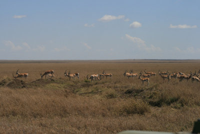 Thompson's gazelles