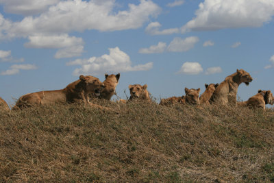 pride of lions, Simba Kopjes
