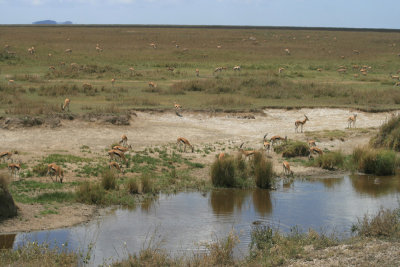 Thompson's gazelles at the Mbalangeti River