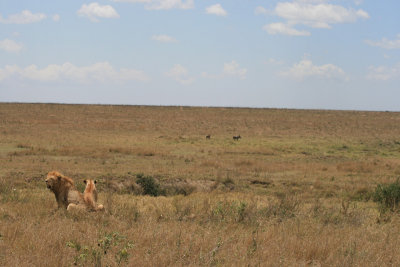 lion pair and distant warthogs