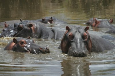 hippos at a pool, Mbalangeti River