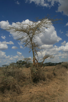 yellow fever acacia tree