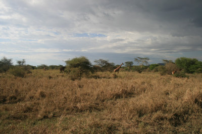 distant giraffes