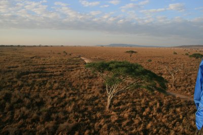 acacia tree, road