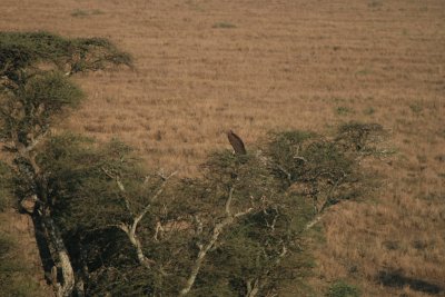 hooded vulture in acacia tree