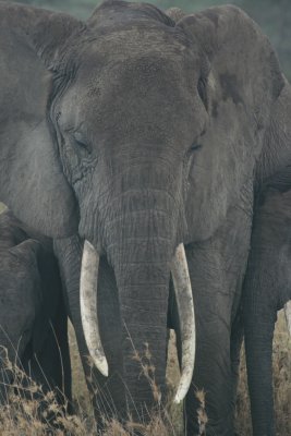 elephant matriarch