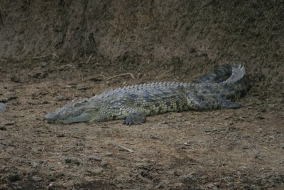 sleeping croc