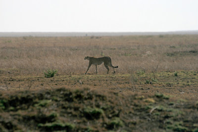 cheetah stalking gazelles