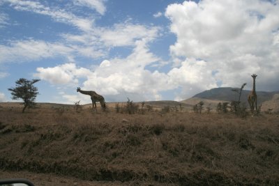 giraffescape