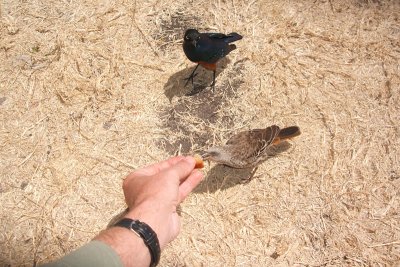 serving lunch to superb starling couple