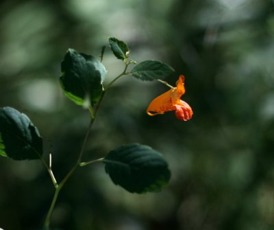 Jewelweed