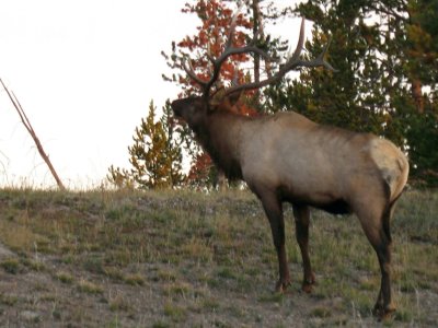 Elk giving mating call